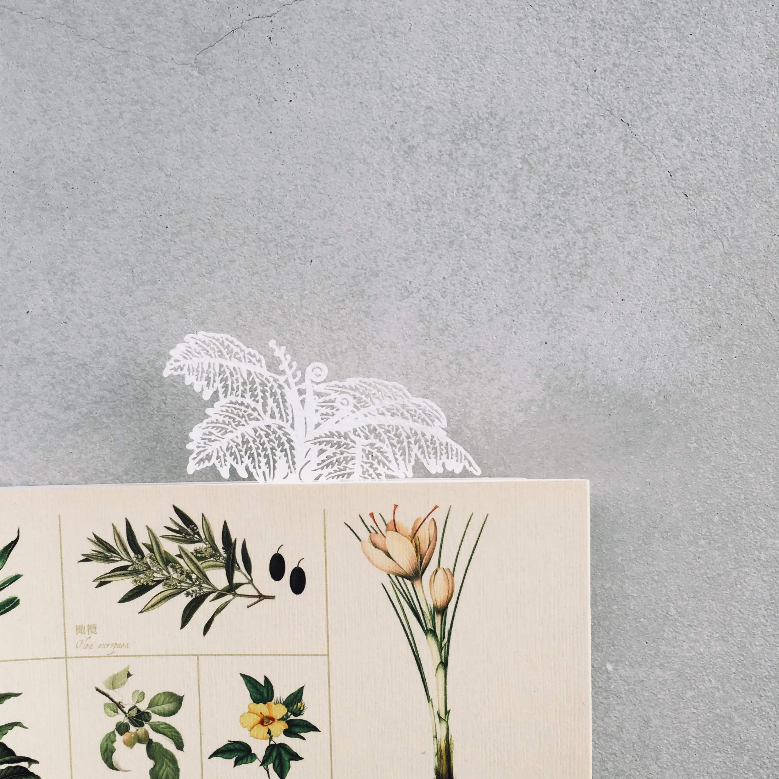 FERN ONLY: Fern Herbier Papercraft Series